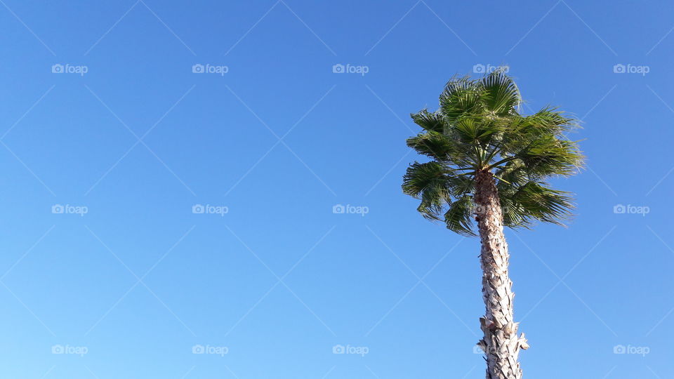 Sky, Nature, Tree, No Person, Summer