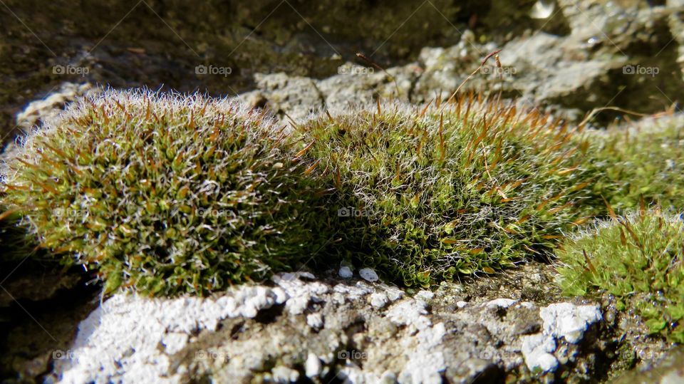 Moss