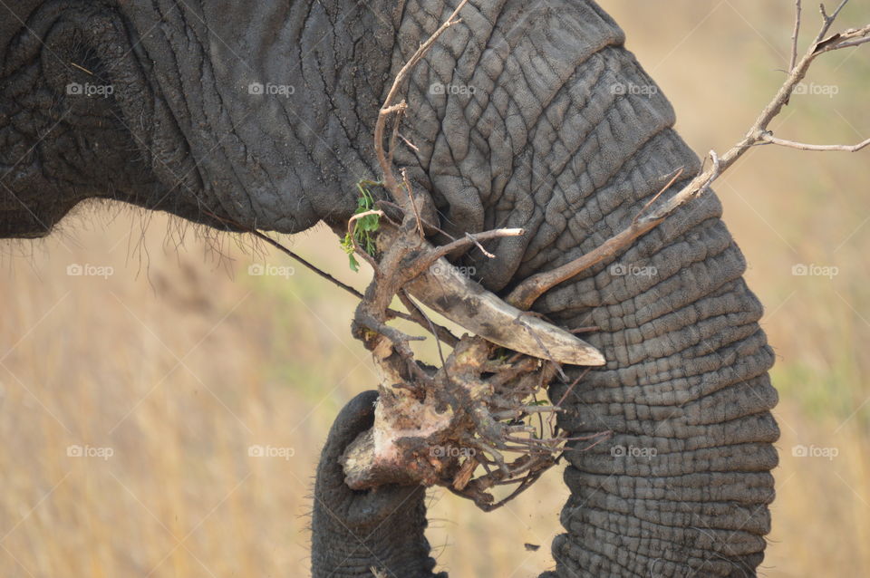 elephant eating