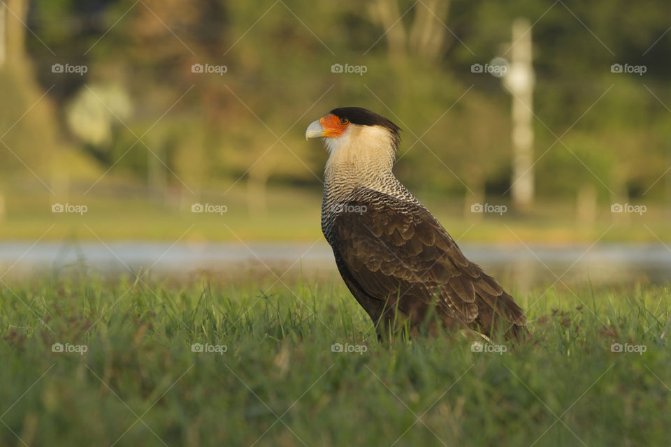 Caracara ( Polyborus plancus ).