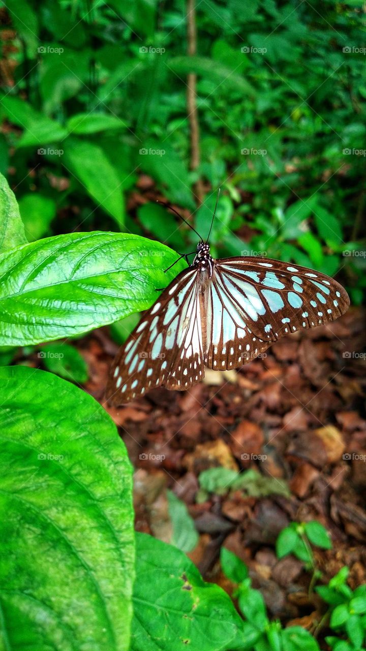 Parantica aglea butterfly perched on a leaf.