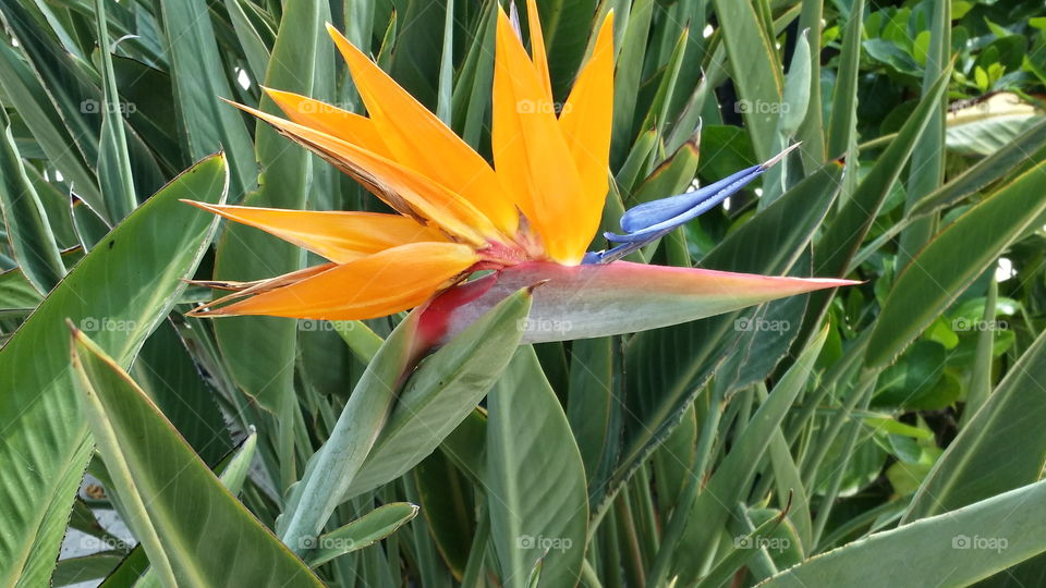 Hawaiian Bird of Paradise