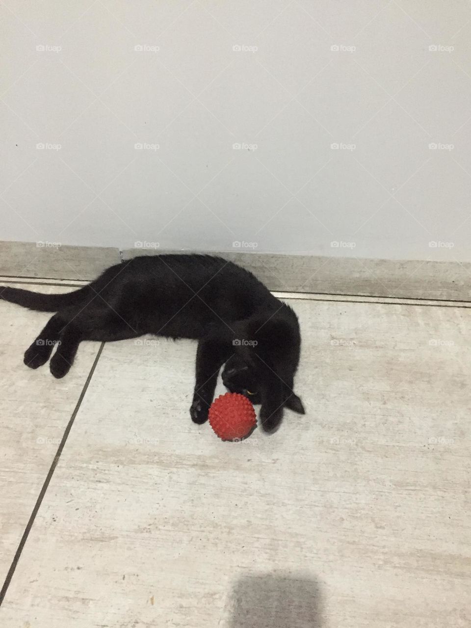 Meu gato