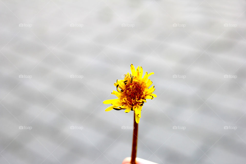 Dandelion, flower, vegetation, plants, meadow, meadow, village, sun, summer, heat, nature, landscape, still life, yellow, white, beautiful, furry,