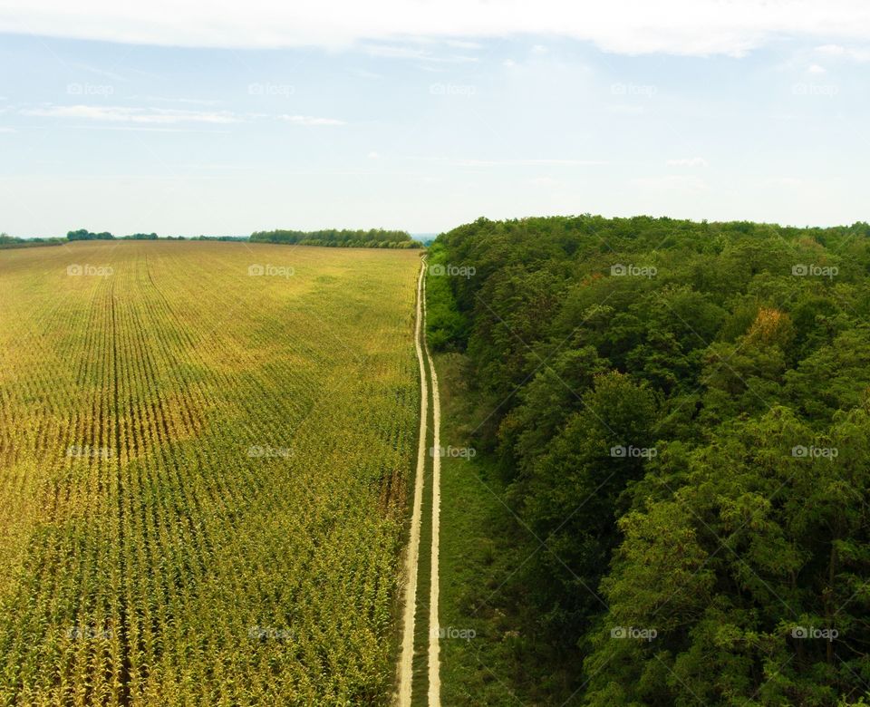 Dirt road in the middle of the corn field and forest