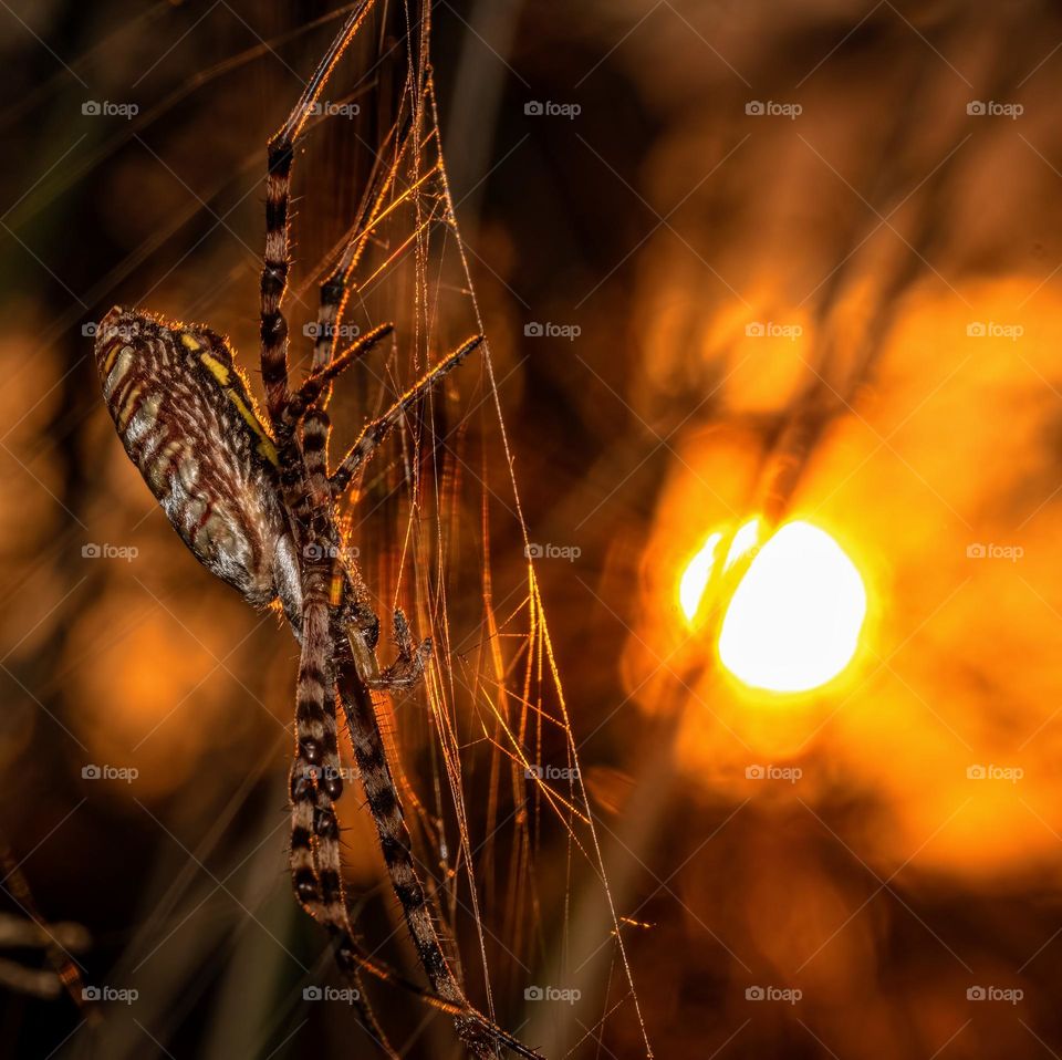 A Banded Garden Spider takes in the warmth of the rising sun. Raleigh, North Carolina. 