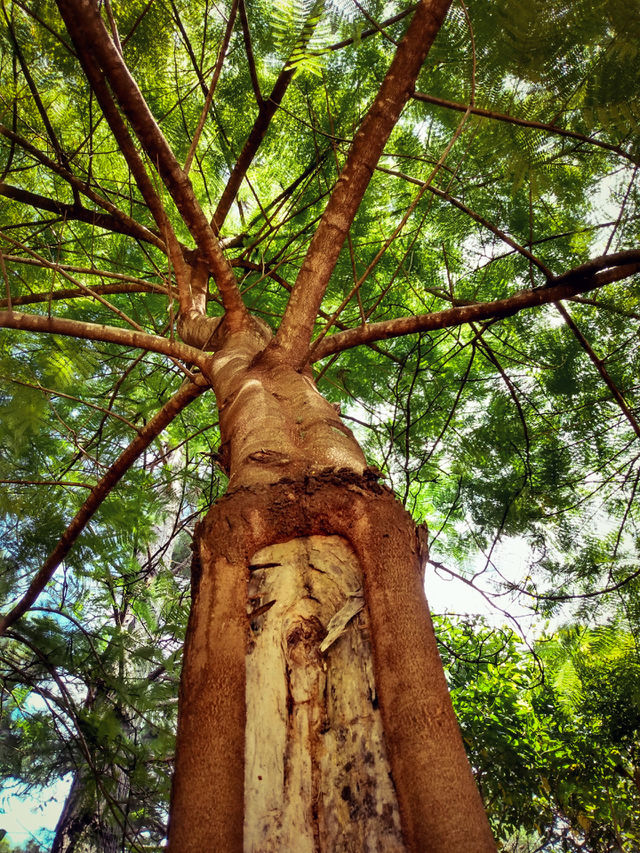 forest