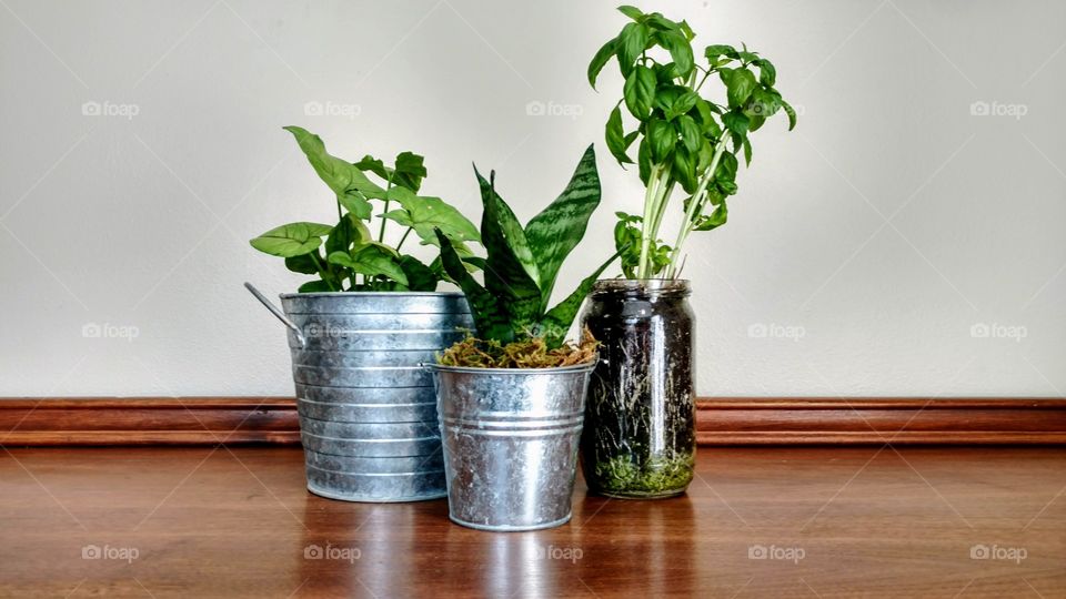 House plants in rustic pots