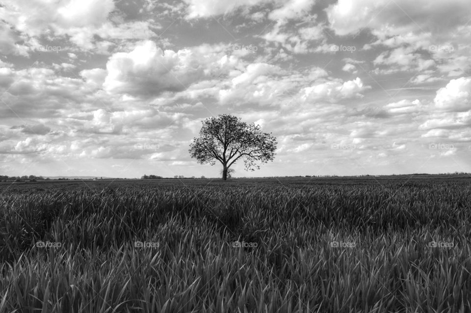 Landscape, No Person, Field, Agriculture, Sky