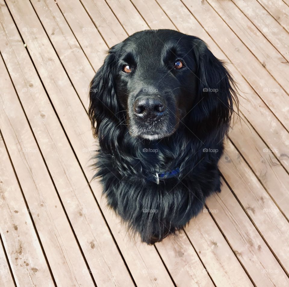 Comment what kind of pet you have🐨 