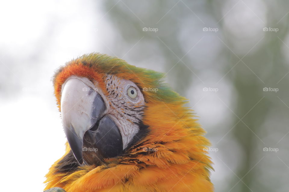 Harlequin Macaw 