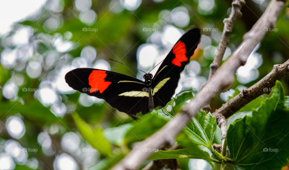 Butterfly on a flower