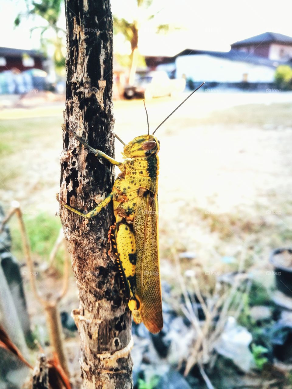 Grasshopper on tree trunk