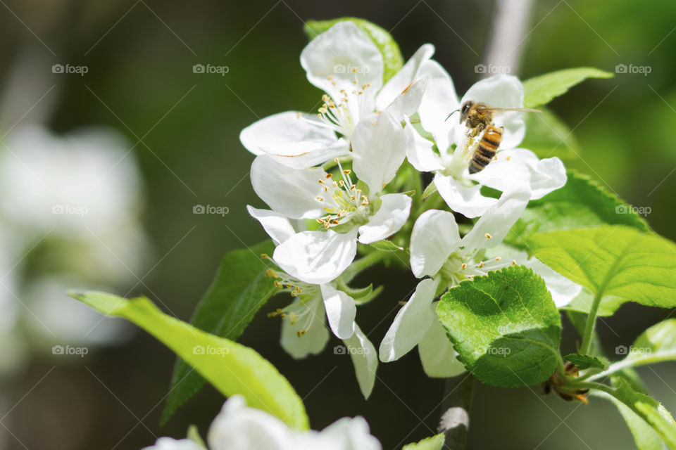 Blossomed spring branch with white flowers and a bee