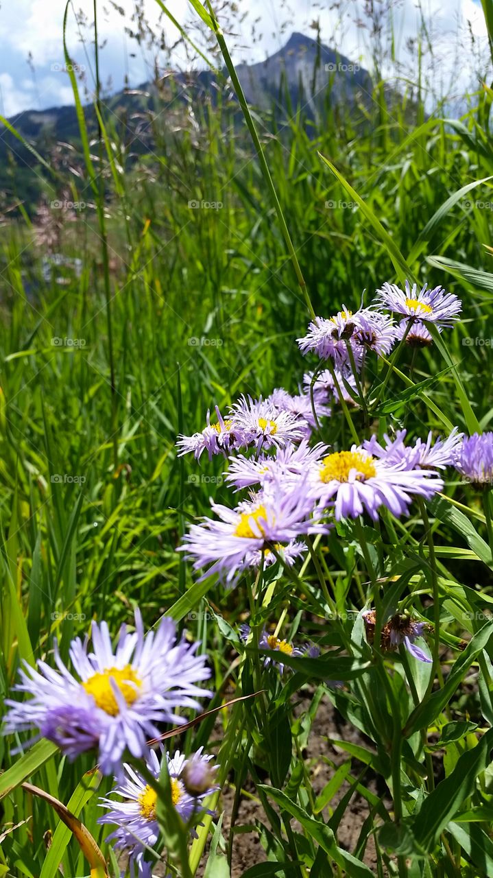 Wildflower Capital. Crested Butte wildflowers with mountain in background.