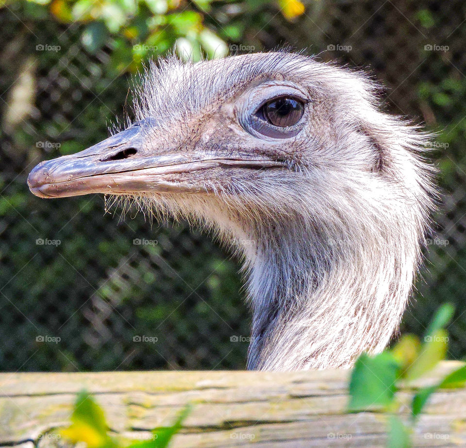 Ostrich in Glad Zoo, Jutland, Denmark.