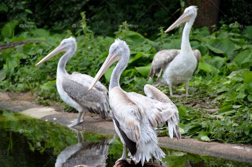 Three pelicans at the zoo of Antwerp.