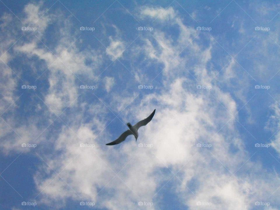 Soaring seagull in the sky.