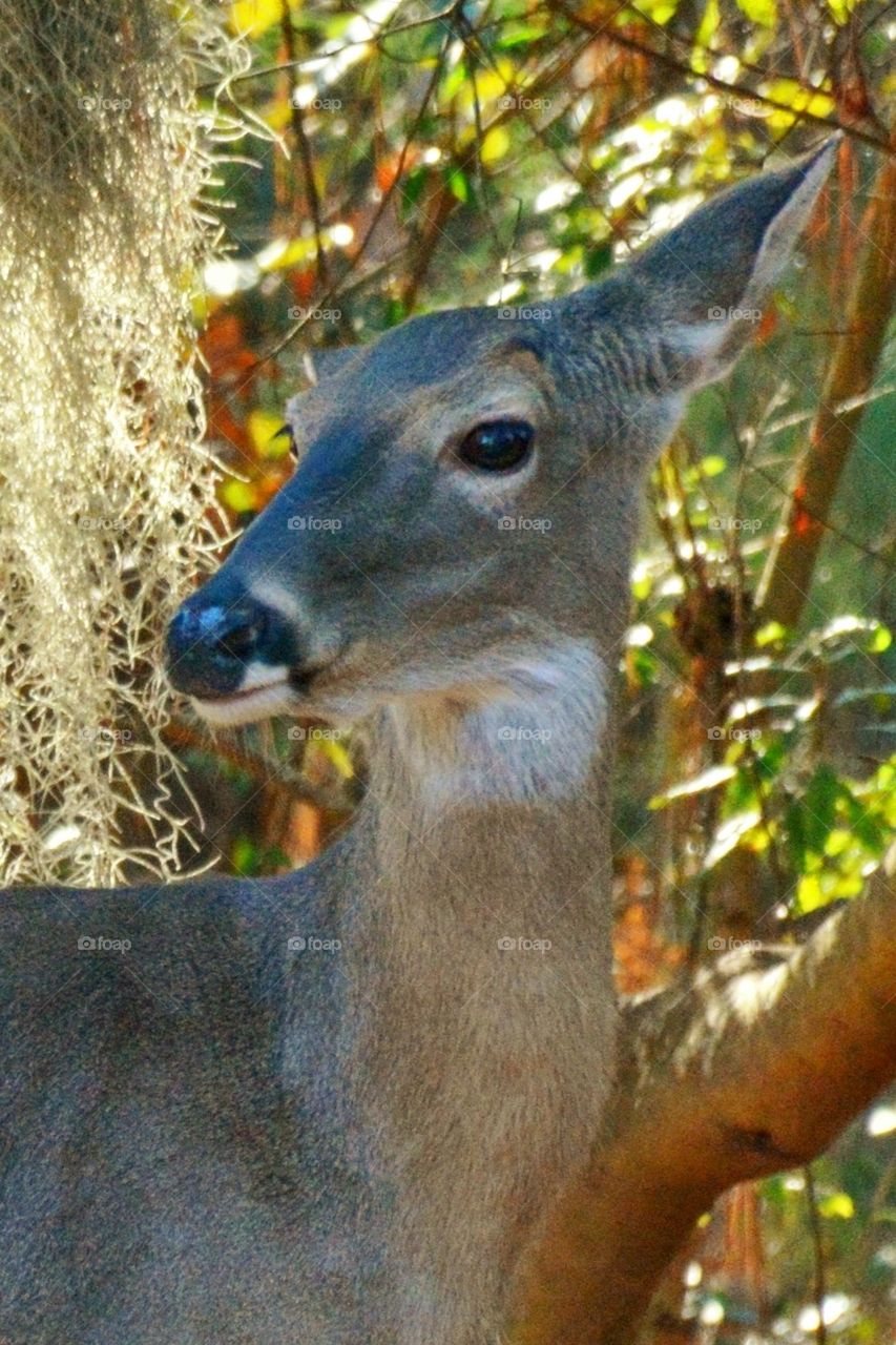 Doe 