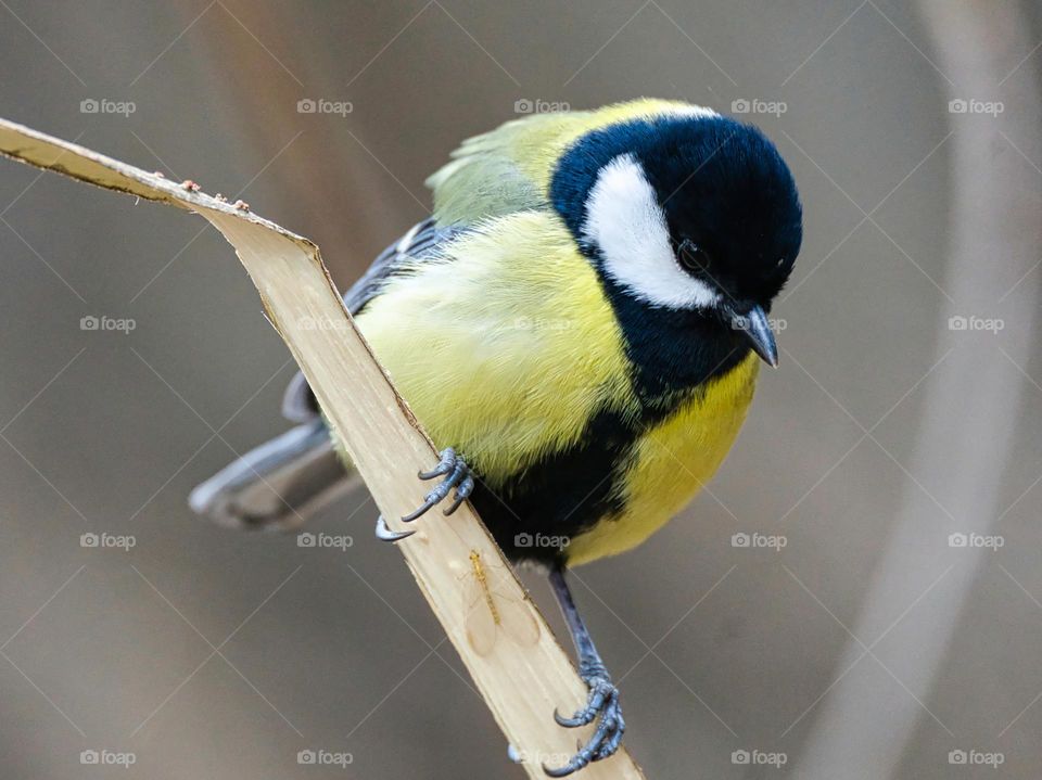 Great tit