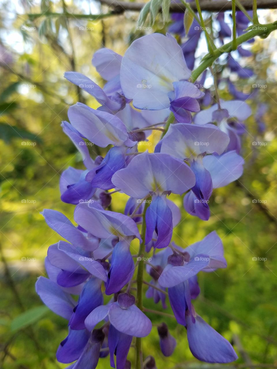 purple wisteria