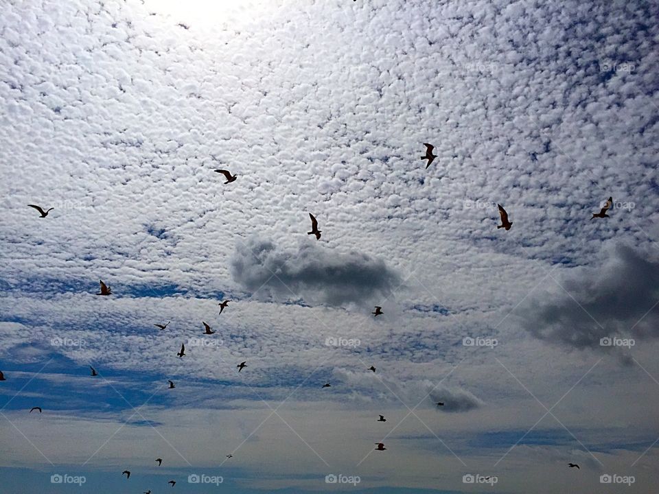 Gliding Under the Clouds
