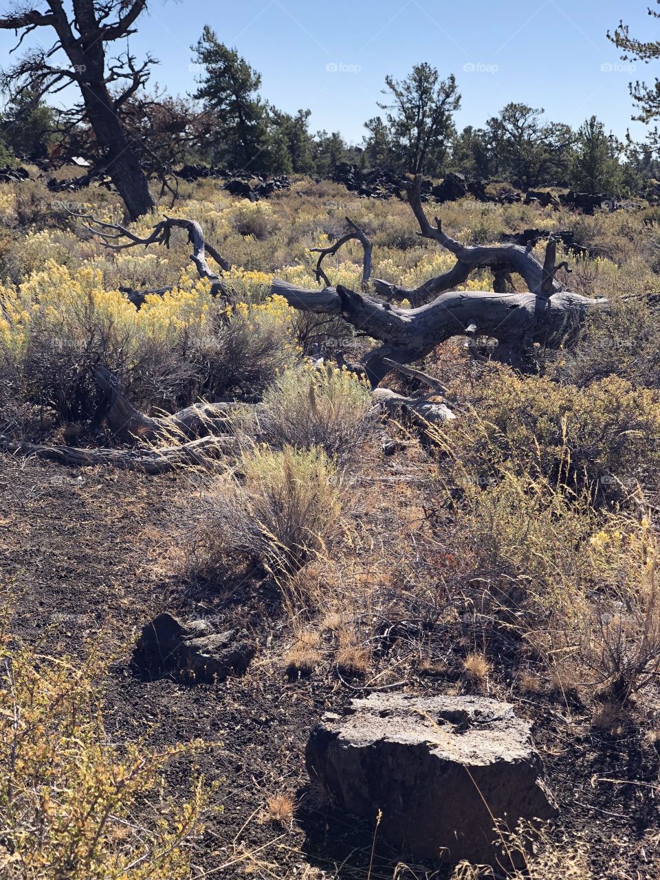 Dead wood at Craters of the Moon