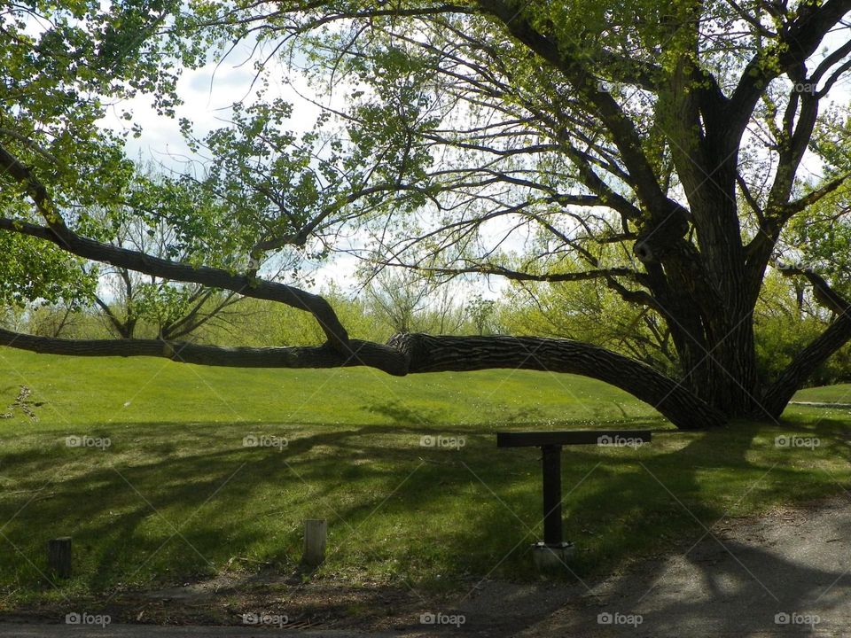 Tree branch, low enough people climb across, but I fell off and hurt my ACL