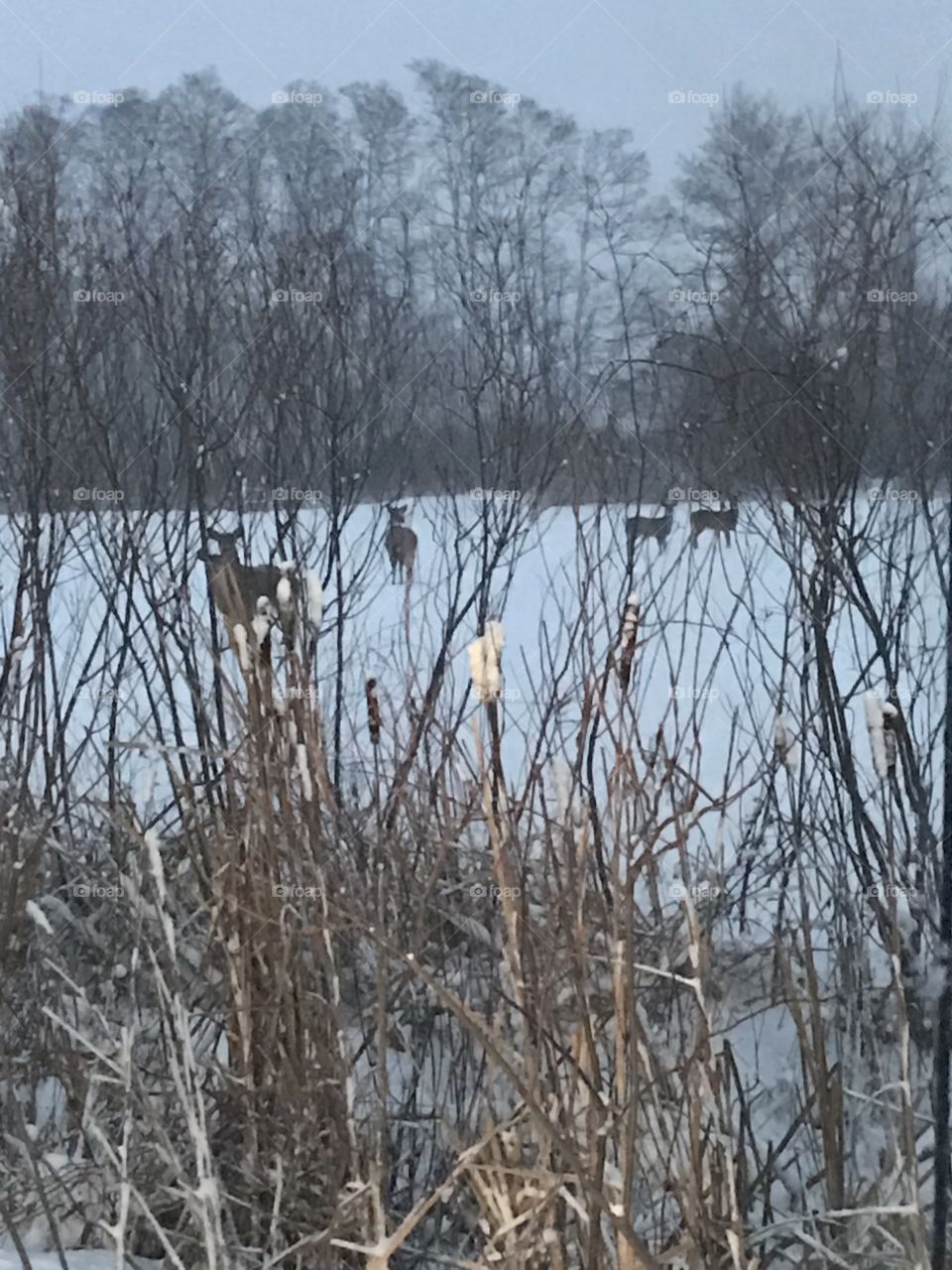 Winter Deer Watching
