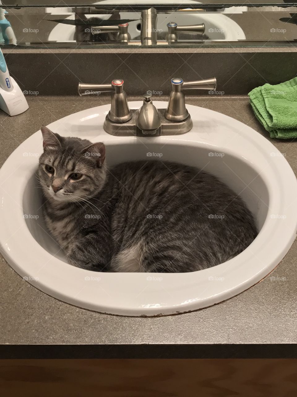 Edie laying in her favorite place!!!  What is it with cats laying in the sink that’s cute?