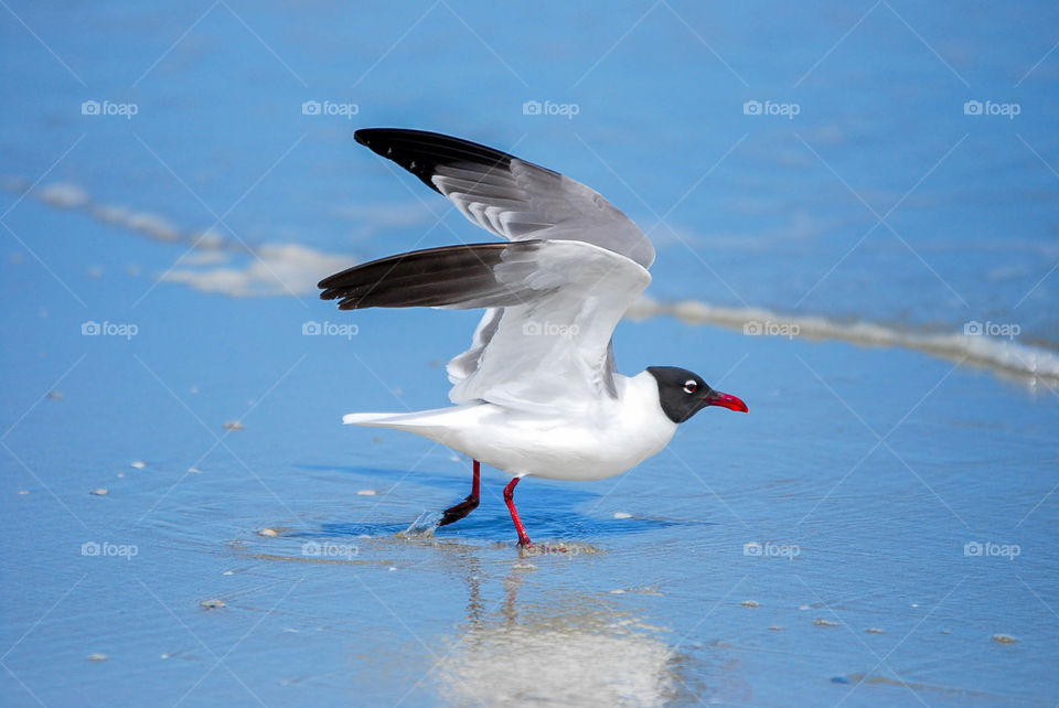 seagull on the beach