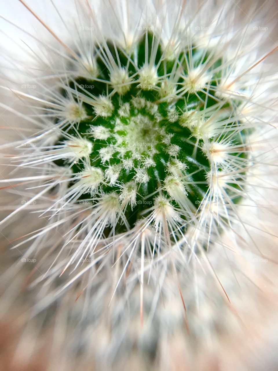 Macro of a cactus from the top