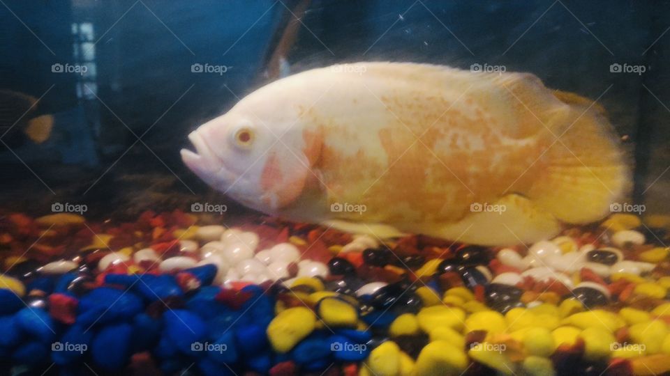 Oscar Cichlids