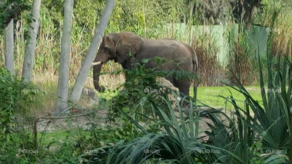 An elephant finds some peace and quiet at Animal Kingdom at the Walt Disney World Resort in Orlando, Florida.