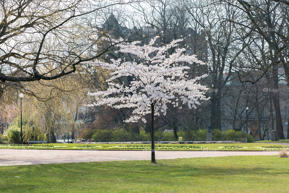 Beautiful white blooming cherry tree in the park 