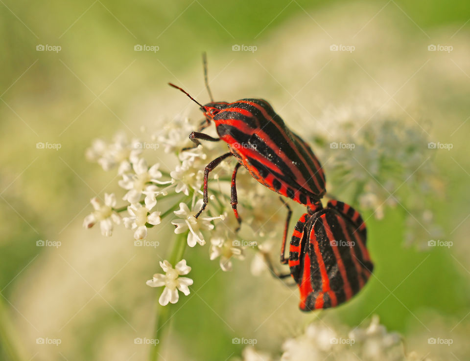 couple of very red bugs
