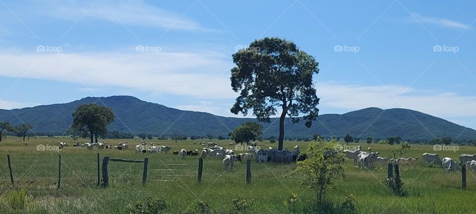 Fazenda no Pantanal