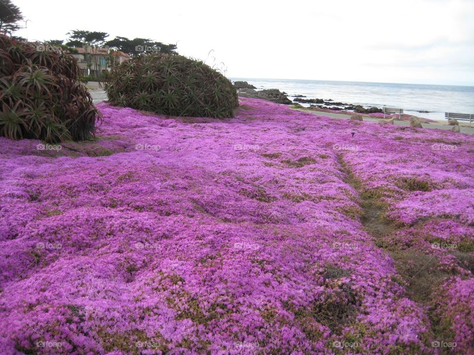 Pink bloom near coast. Beautiful pink bloom overlooking ocean.