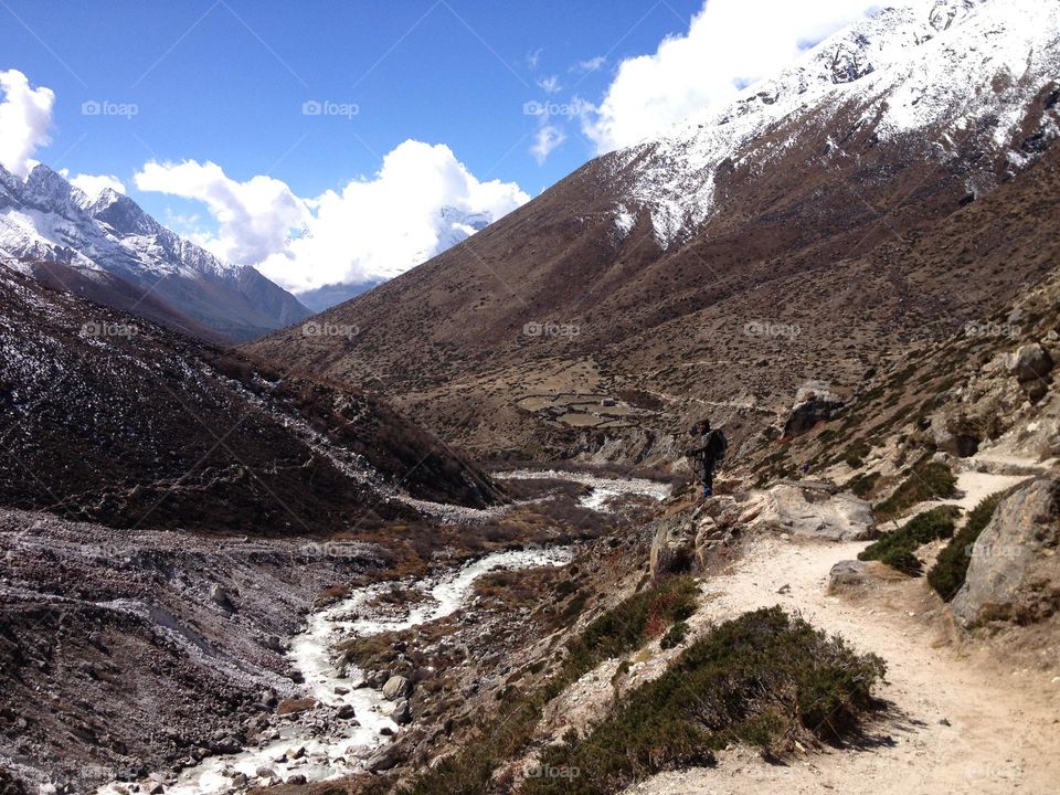 Roam about the forest