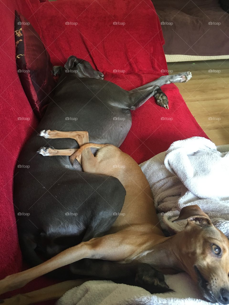 Amber the Italian greyhound puppy and Libby the whippet entangled and relaxing on the sofa