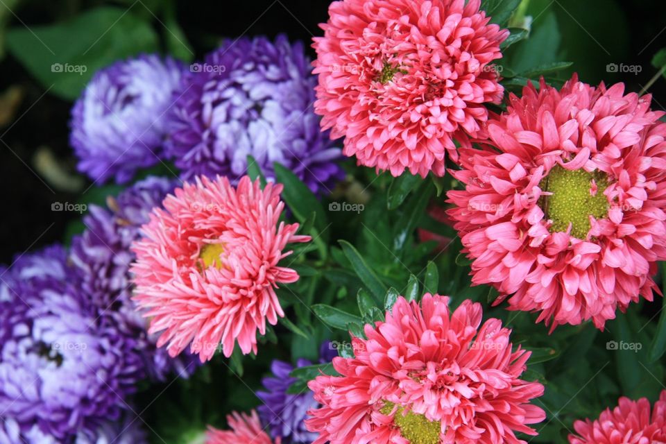 Flowers, chrysanthemums, purple, pink 