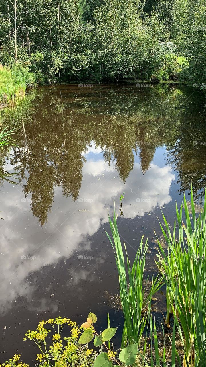 mobile photo of plants, grass in summer by the lake and reflection