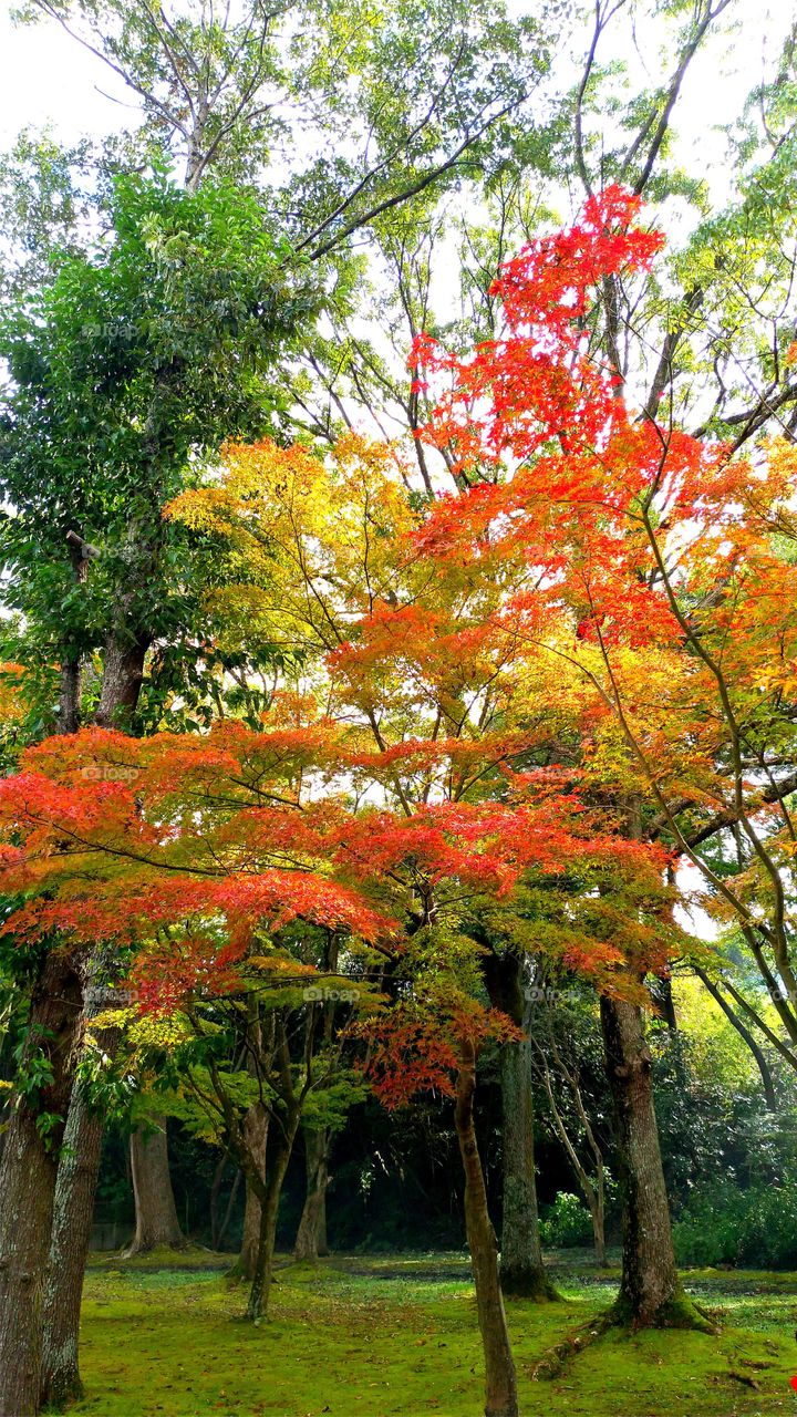 Golden red leaves