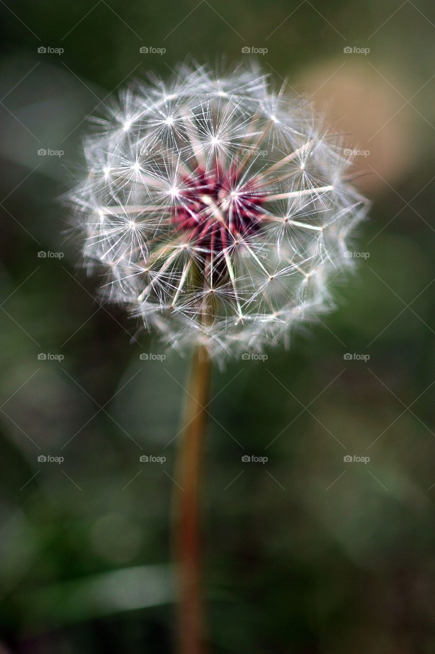 Dandelion Seed Head