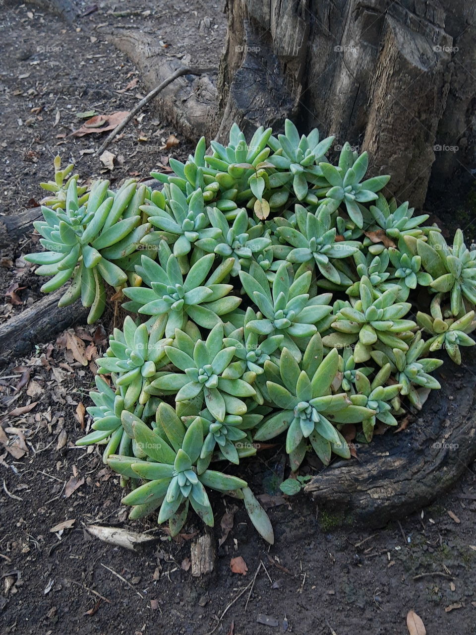 succulent plants on the ground