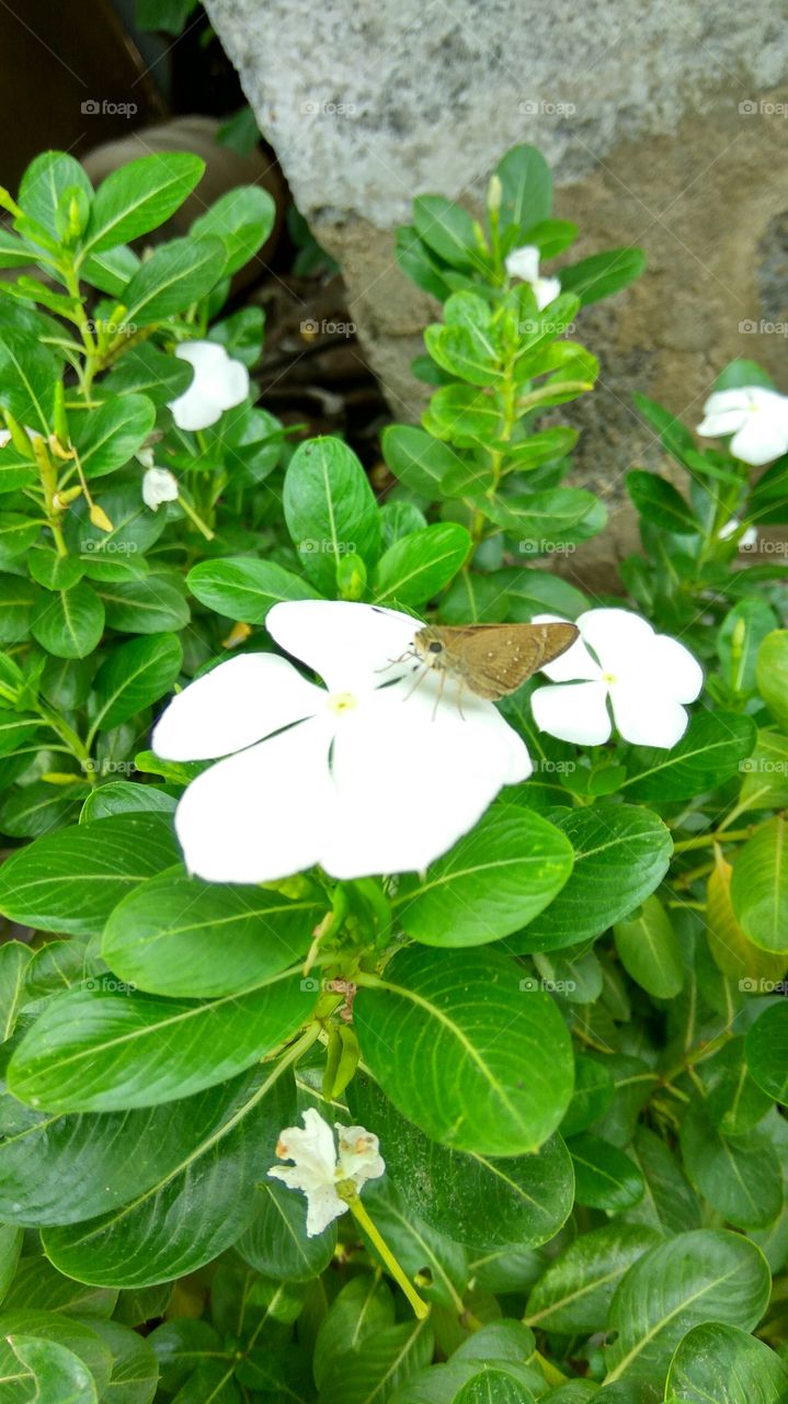 a beautiful butterfly drinking started honey with white flowers