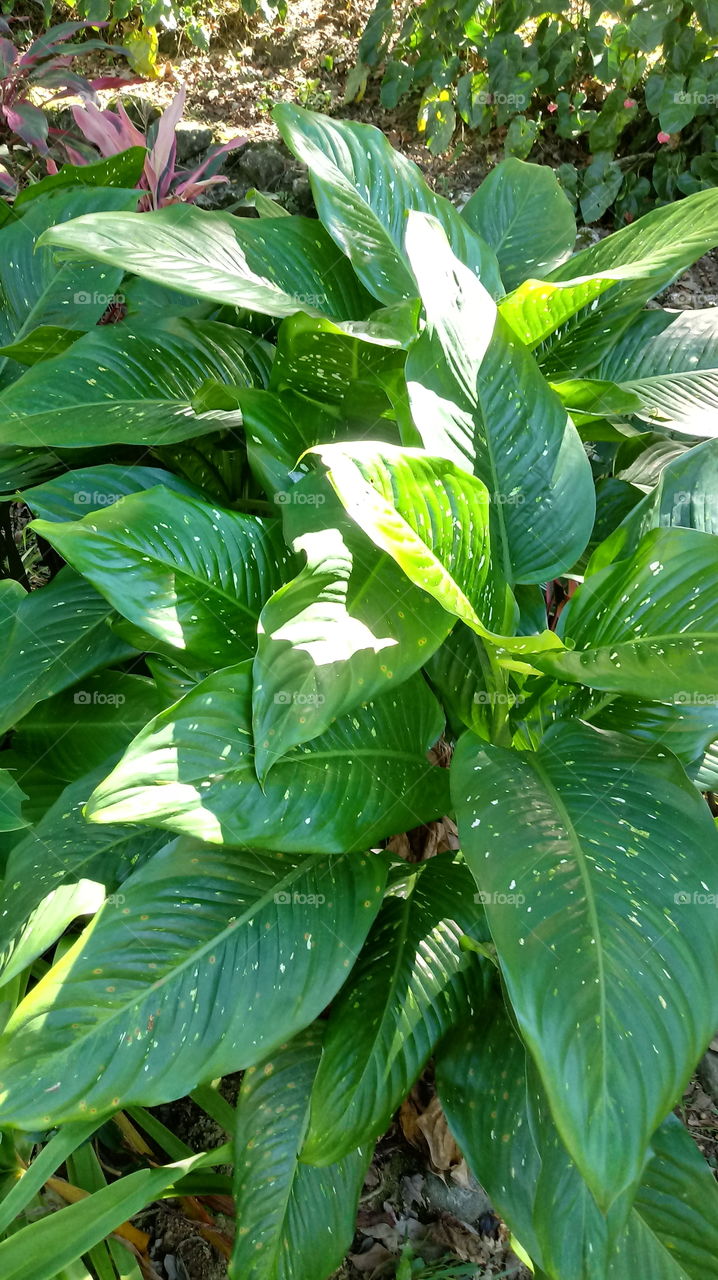 COMIGO NINGUÉM PODE