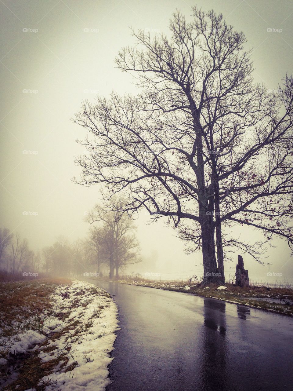 Tree in a fog