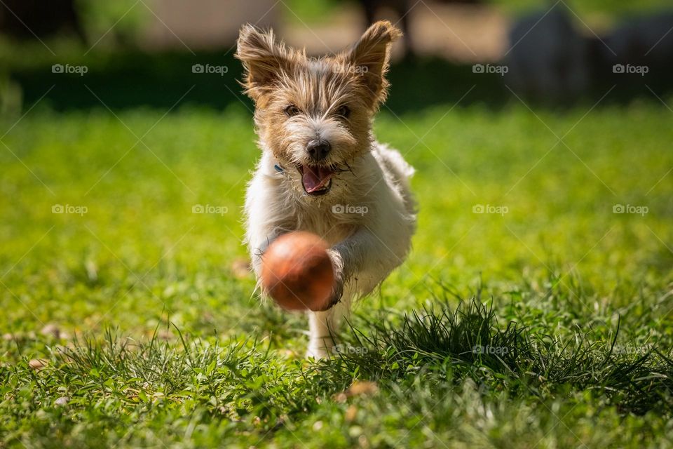 A dog playing with a ball