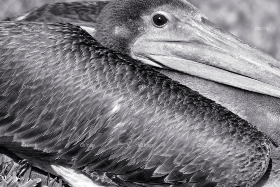 birds eye bird black and white by sher4492000